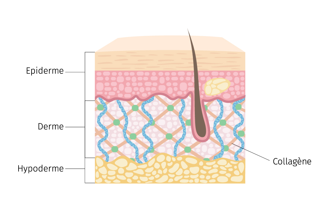 épiderme, derme, hypoderme